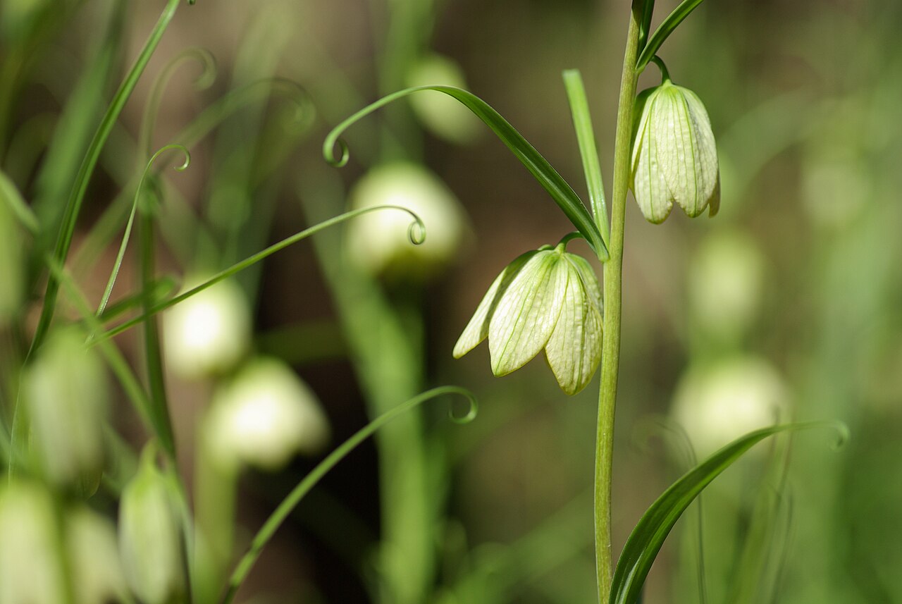Fritillaria thunbergii: Fritillaria verticillata var. thunbergii