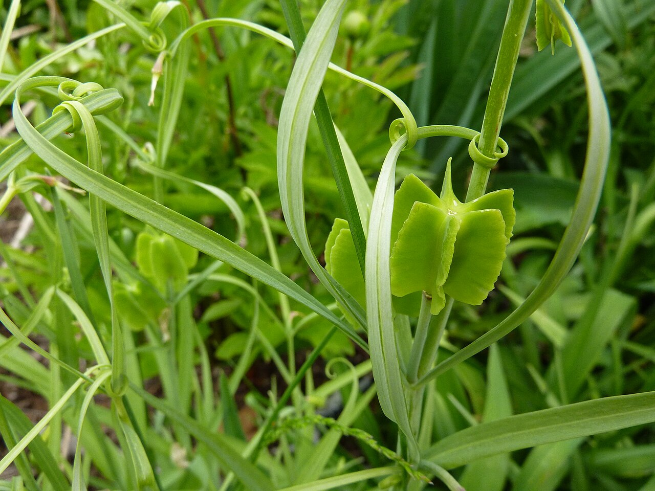 Fritillaria thunbergii: Fritillaria thunbergii capsule in the garden of botanist Robert R. Kowal in Madison, Wisconsin, USA