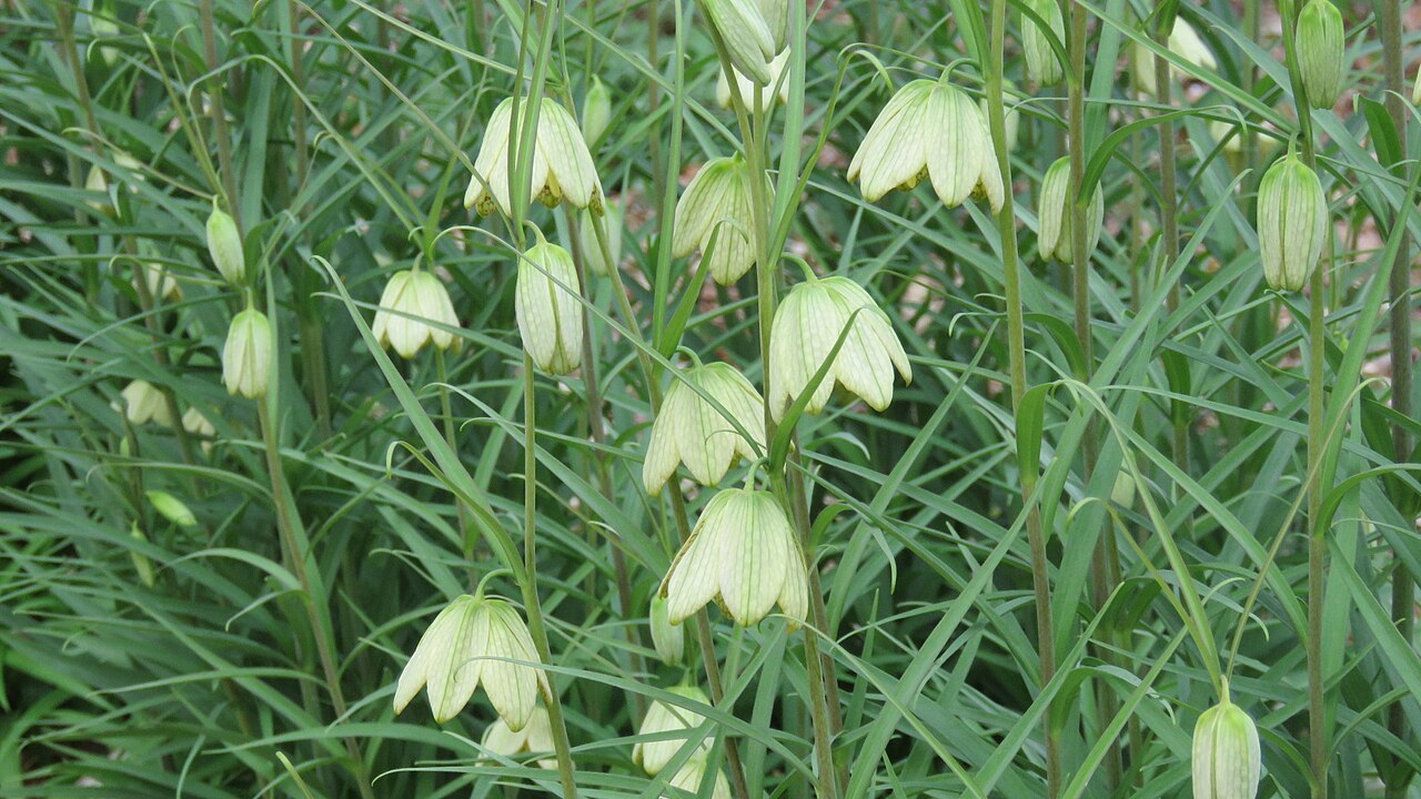 Fritillaria thunbergii: Institute for Nature Study, National Museum of Nature and Science, Shirokane, Tokyo, Japan.