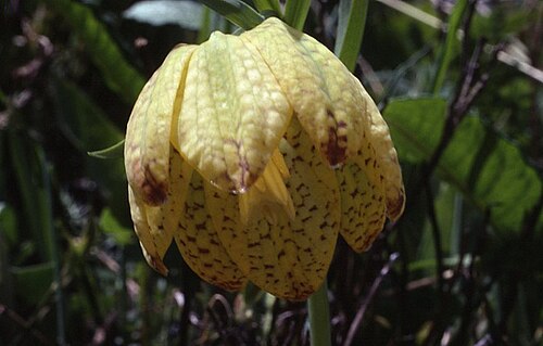 Fritillaria tubiformis: Fritillaria tubiformis var. moggridgei - Flower