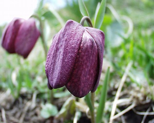 Fritillaria tubiformis: (en) Fritillaria tubiformis , a photography originating of the internet site http://sophy.u-3mrs.fr/ . The accord of the autor, H. Brisse, is here . (fr) Fritil