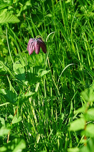 Fritillaria tubiformis: sur la commune de Pons.