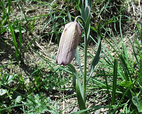 Fritillaria tubiformis: (en) Fritillaria tubiformis , a photography originating of the internet site http://sophy.u-3mrs.fr/ . The accord of the autor, H. Brisse, is here . (fr) Fritil