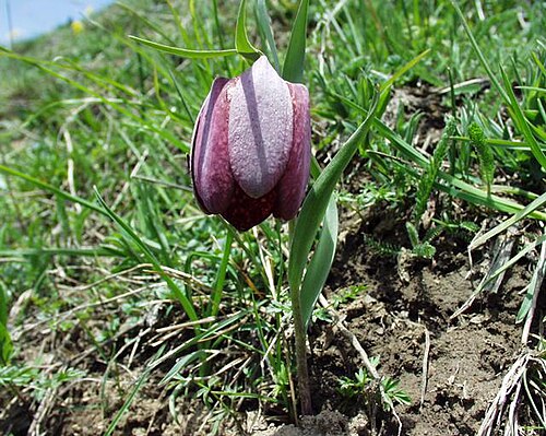 Fritillaria tubiformis: (en) Fritillaria tubiformis , a photography originating of the internet site http://sophy.u-3mrs.fr/ . The accord of the autor, H. Brisse, is here . (fr) Fritil