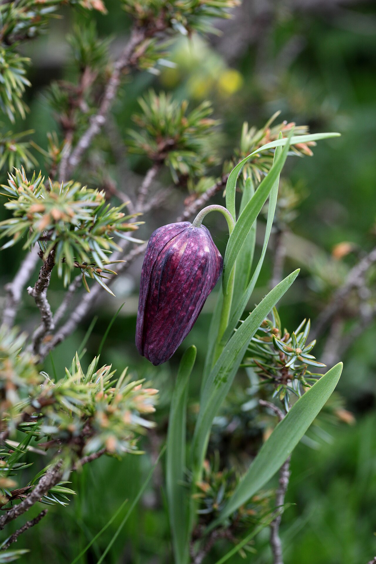 Fritillaria tubiformis: Fritillaire dans la RNN de Ristolas - Mont Viso.