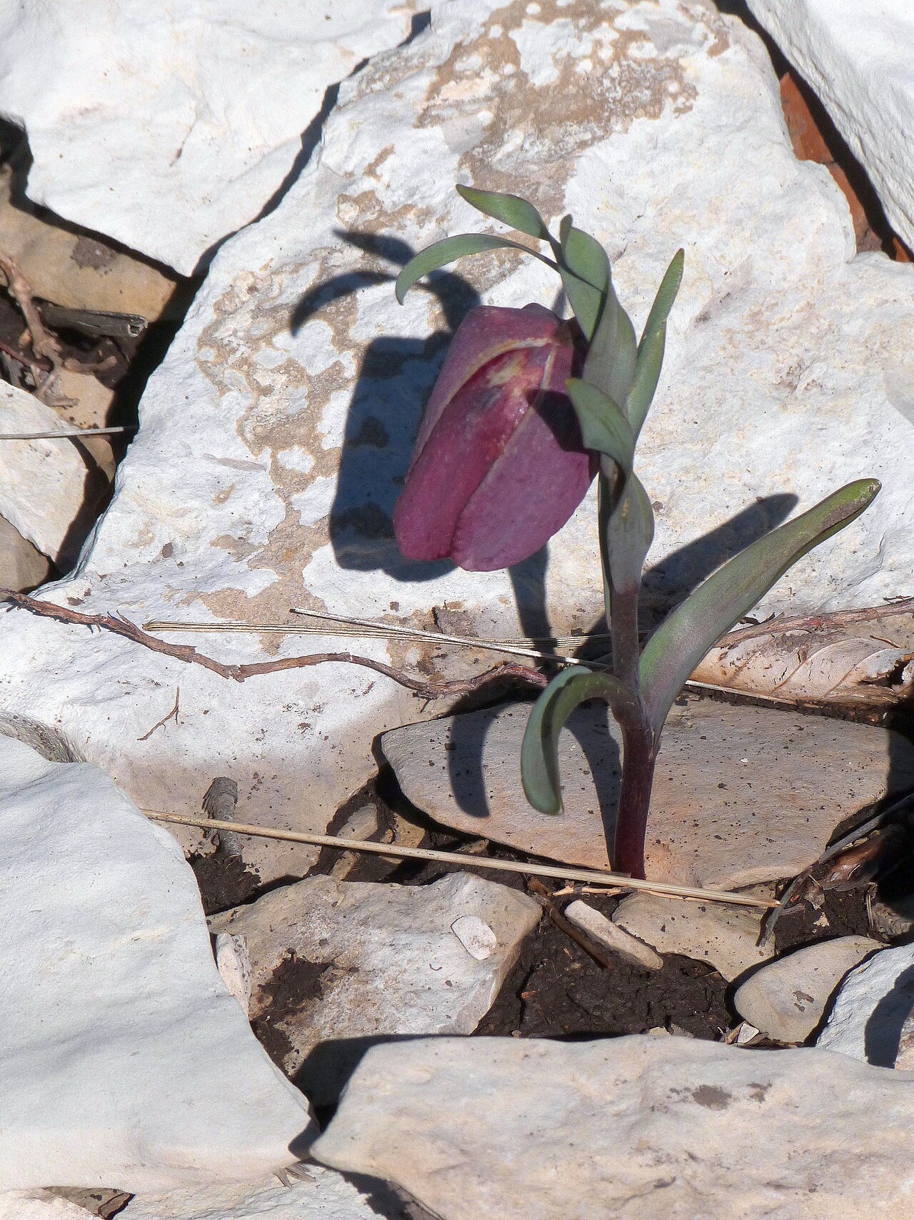 Fritillaria tubiformis: Fritillaria tubiformis