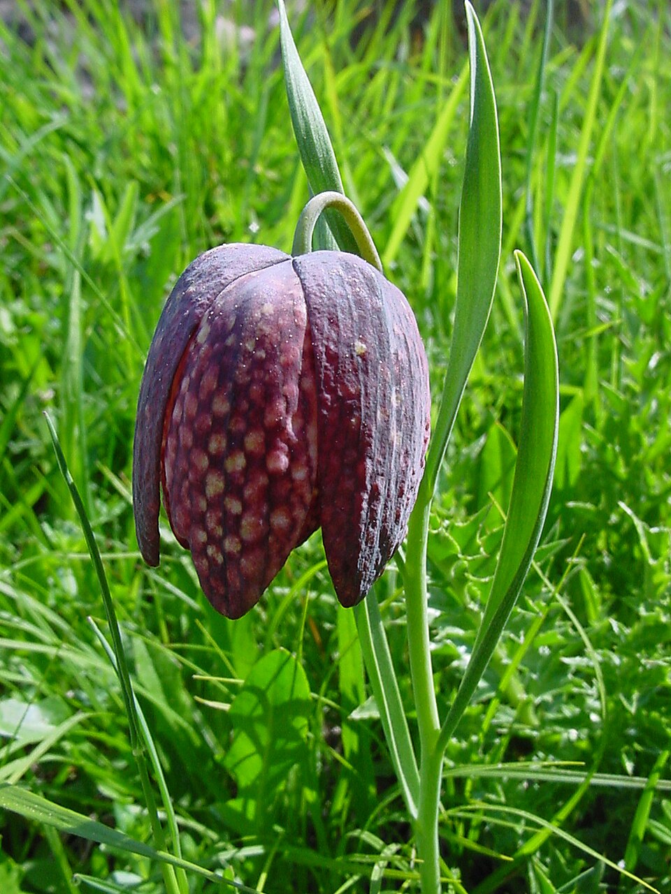 Fritillaria tubiformis: Fritillaria