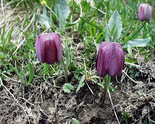 Fritillaria tubiformis: (en) Fritillaria tubiformis , a photography originating of the internet site http://sophy.u-3mrs.fr/ . The accord of the autor, H. Brisse, is here . (fr) Fritil