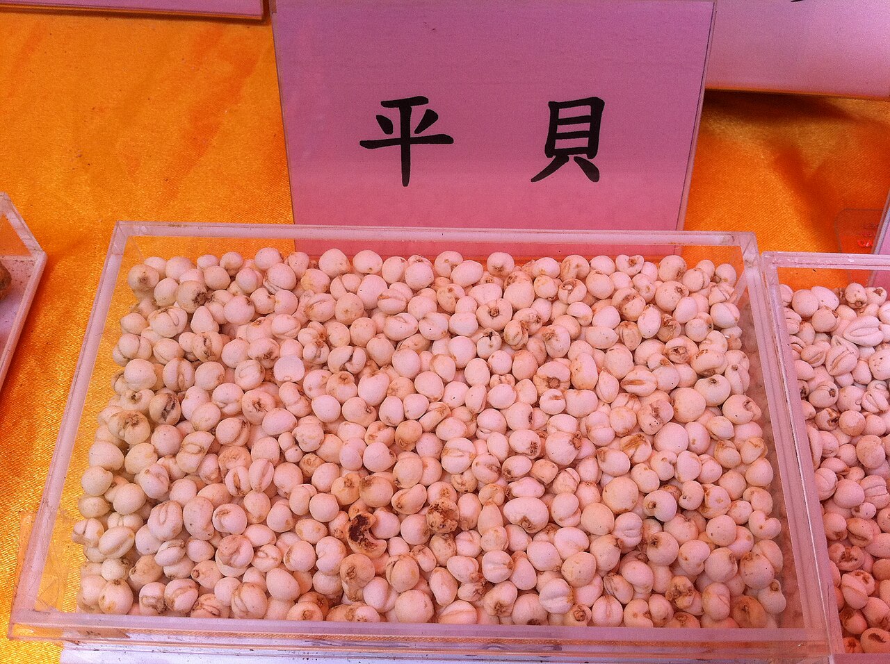 Fritillaria usuriensis: 香港中藥聯商會 Medical exhibits - zh:平貝母 , Samples of herbal medicine