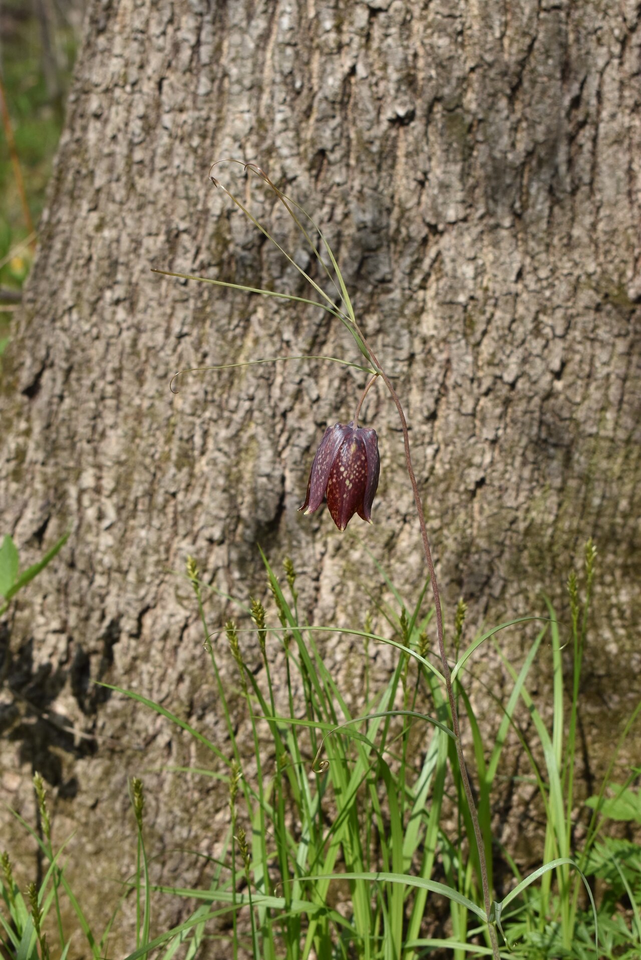 Fritillaria usuriensis: Fritillaria ussuriensis