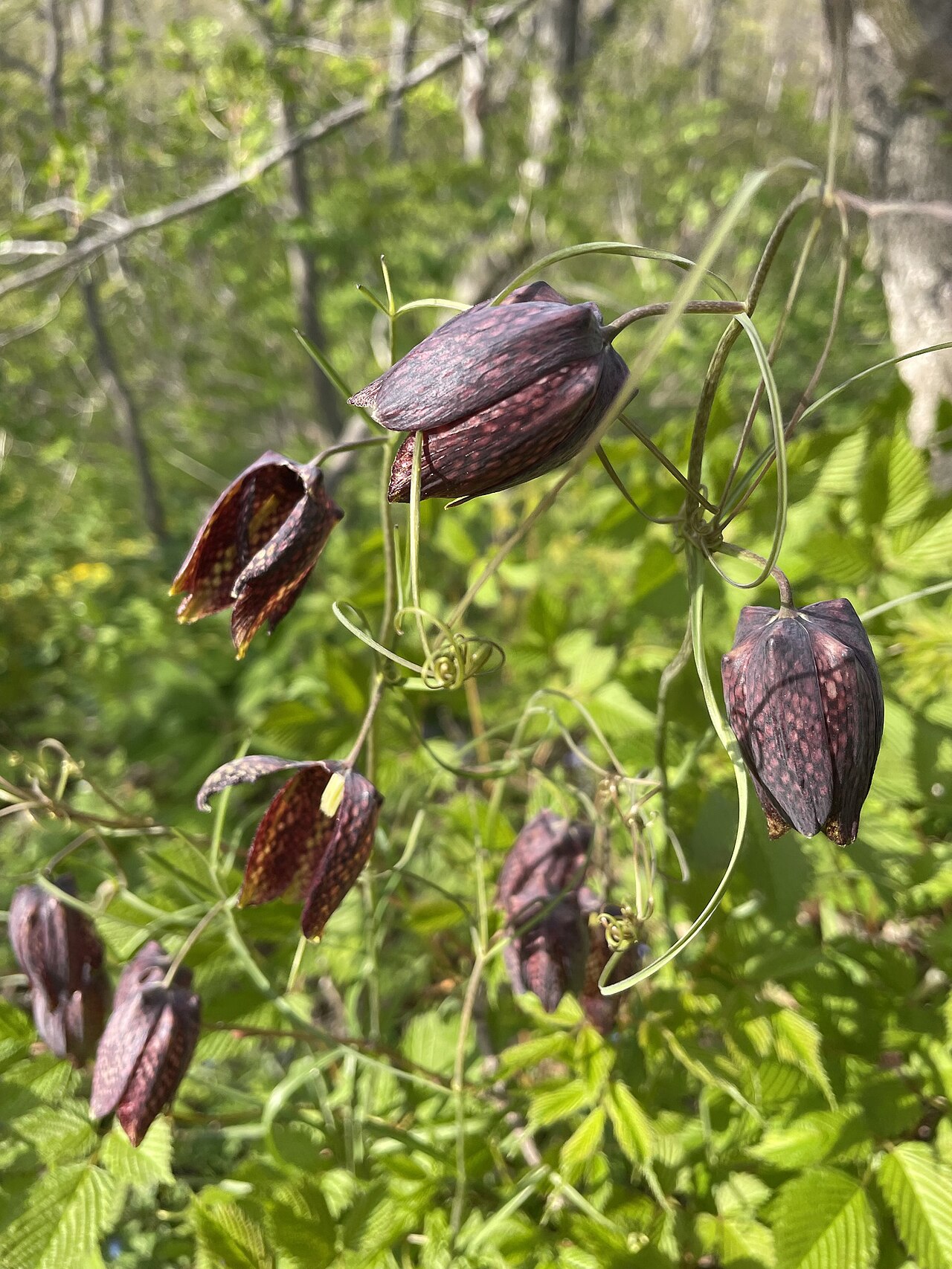 Fritillaria usuriensis: Fritillaria usuriensis, Observed:May 9, 2023 · 6:14 PM +10:00