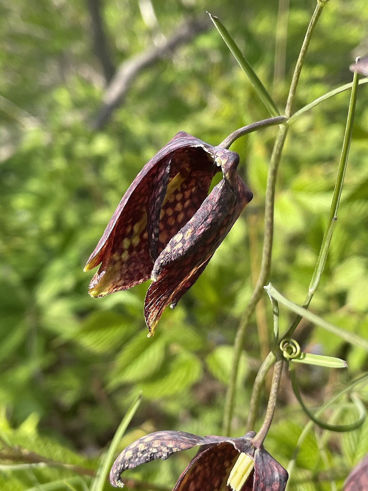 Fritillaria usuriensis: Fritillaria usuriensis, Observed:May 9, 2023 · 6:14 PM +10:00 on Shkot Island, Russia