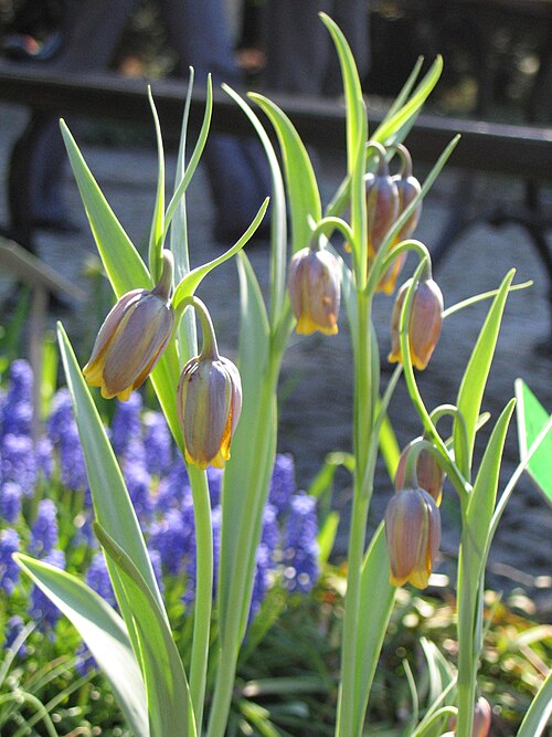Fritillaria uva-vulpis: Fritillaria uva-vulpis flowers, plants cultivated in Wrocław University Botanical Garden, Wrocław, Poland.