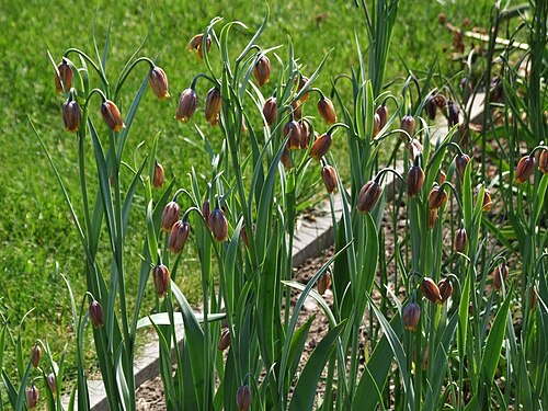 Fritillaria uva-vulpis: Fritillaria uva-vulpis
