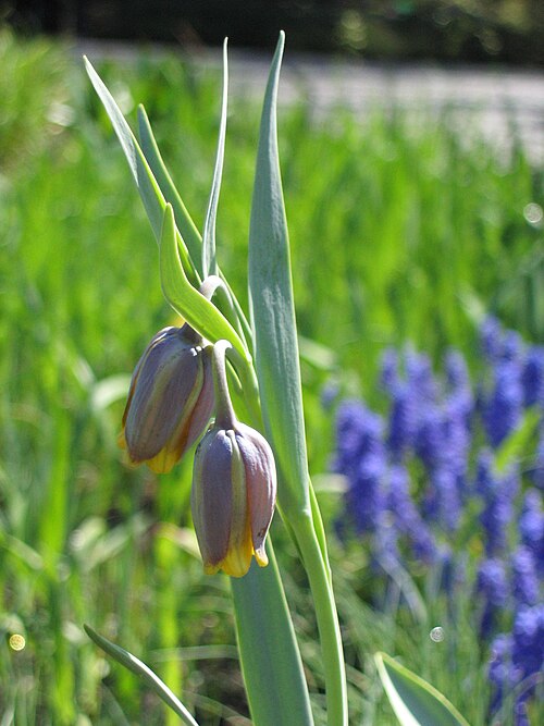 Fritillaria uva-vulpis: Fritillaria uva-vulpis flowers, plants cultivated in Wrocław University Botanical Garden, Wrocław, Poland.
