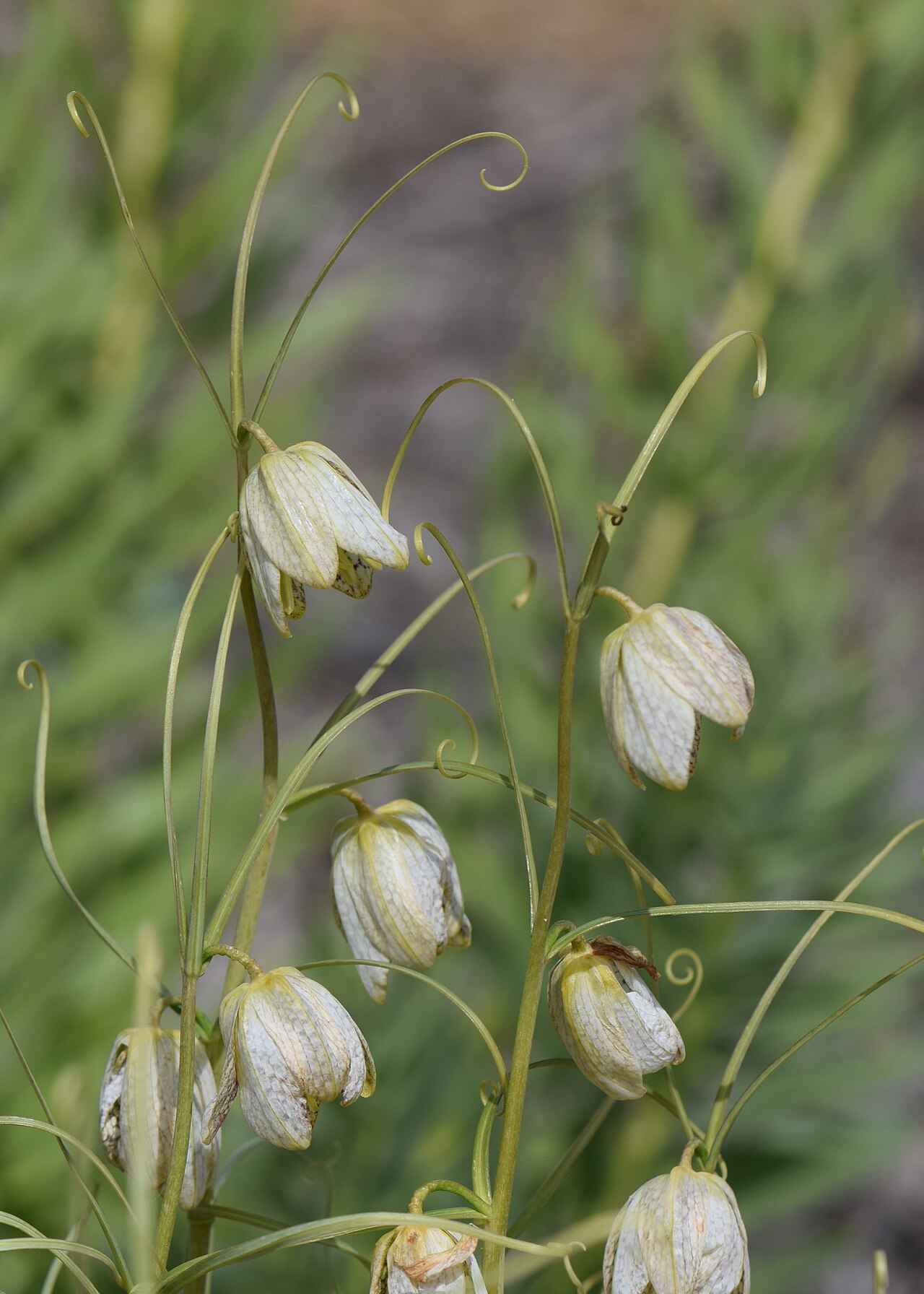 Fritillaria verticillata: Fritillaria verticillata in botanical garden in Niegoszcz, NW Poland