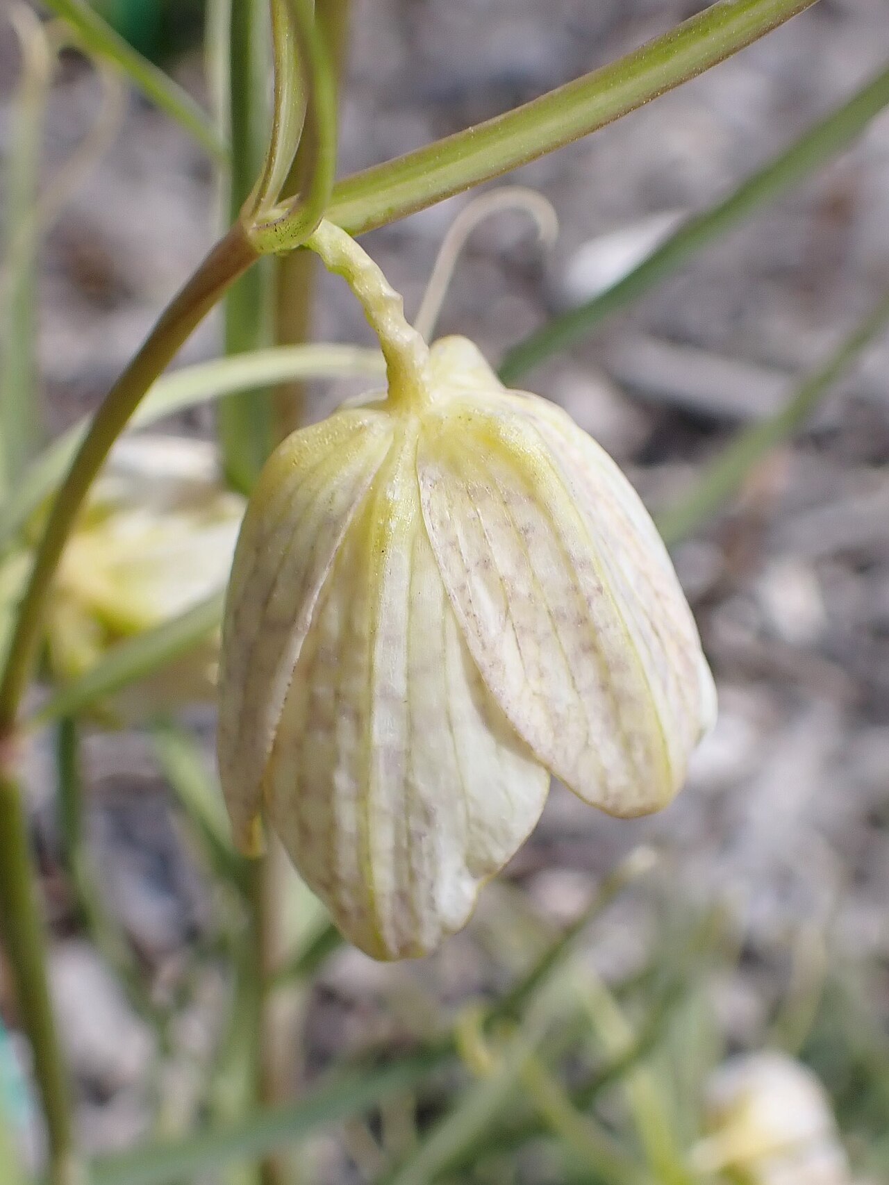 Fritillaria verticillata: Fritillaria verticillata in botanical garden in Niegoszcz, NW Poland