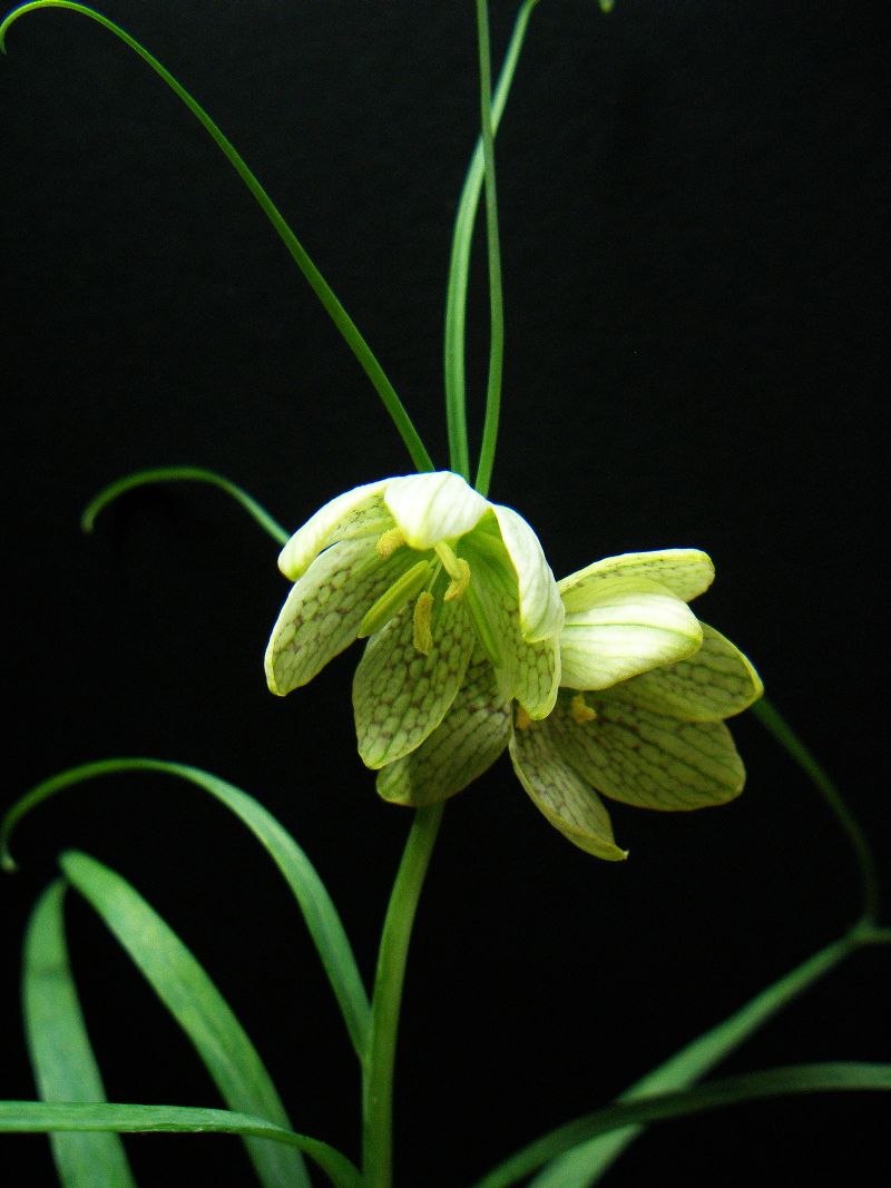 Fritillaria verticillata: Fritillaria verticillata