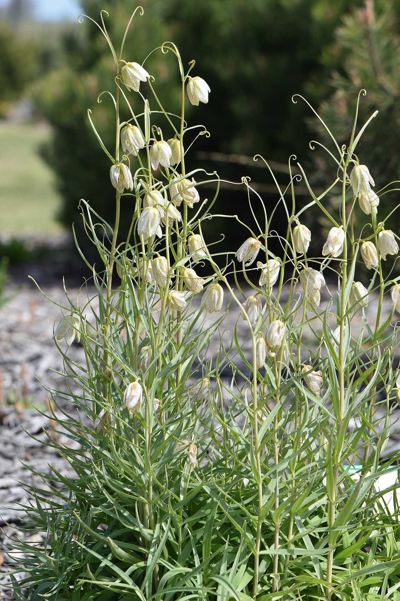 Fritillaria verticillata: Fritillaria verticillata in botanical garden in Niegoszcz, NW Poland