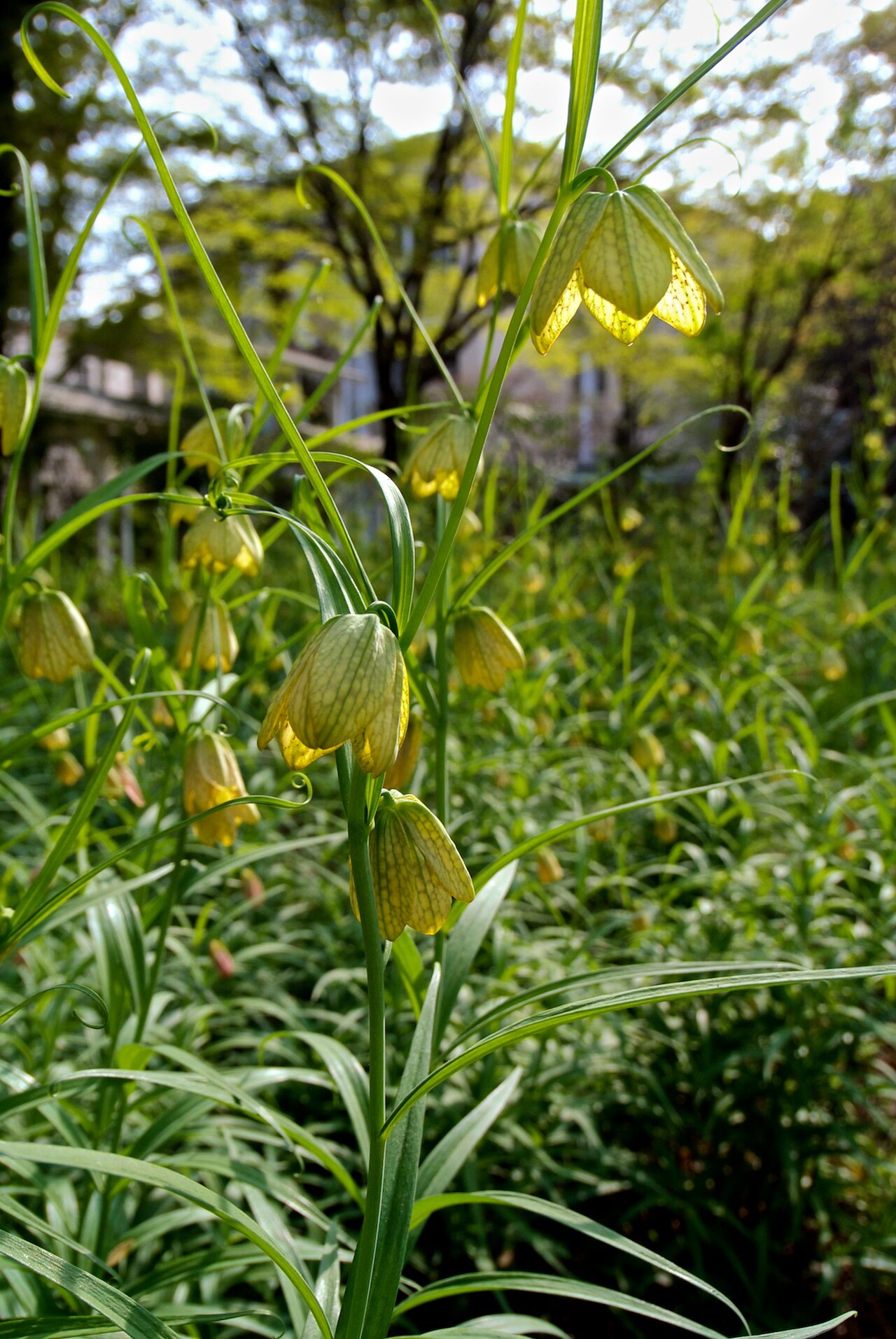 Fritillaria verticillata: w/ Nikon 1 V1 +6.7-13mm