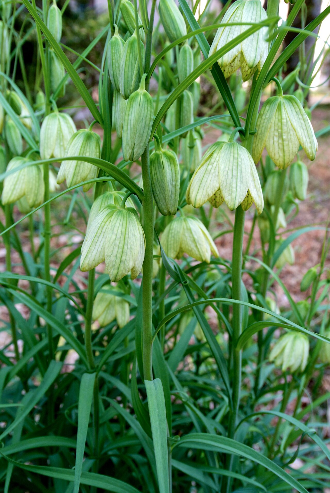 Fritillaria verticillata: w/ Nikon 1V1 +6.7-13mm