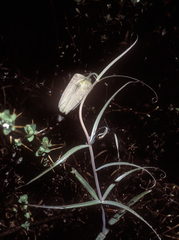 Fritillaria verticillata (Fritillaria verticillata)