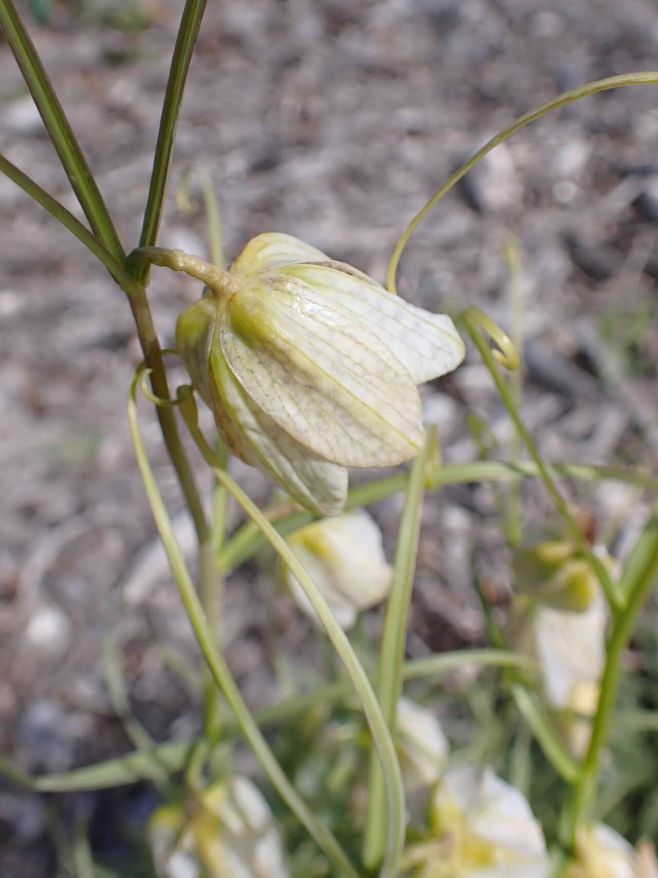 Fritillaria verticillata: Fritillaria verticillata in botanical garden in Niegoszcz, NW Poland