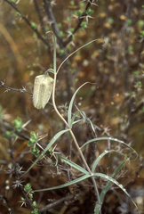 Fritillaria verticillata (Fritillaria verticillata)