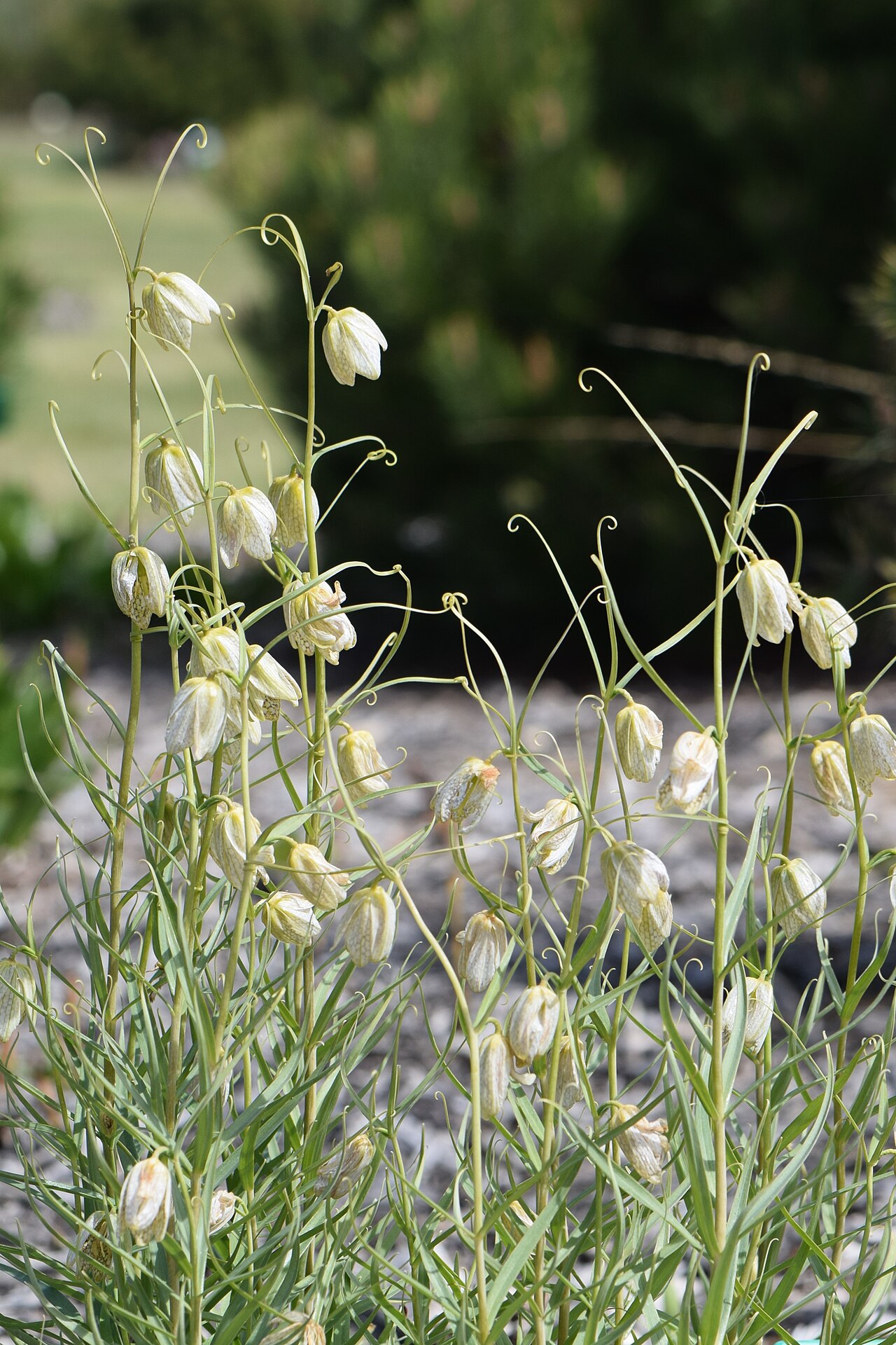 Fritillaria verticillata: Fritillaria verticillata in botanical garden in Niegoszcz, NW Poland
