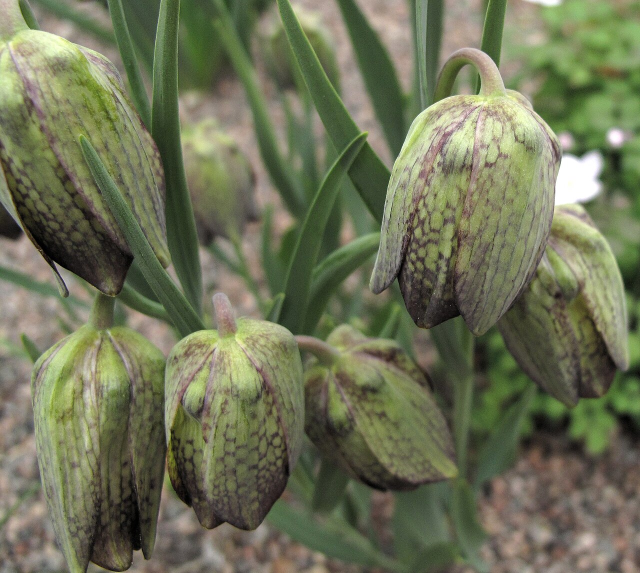 Fritillaria whittallii: Fritillaria whittallii