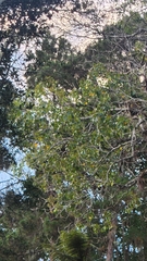 Frodinia tremula (Frodinia tremula)