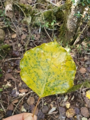 Frodinia tremula (Frodinia tremula)