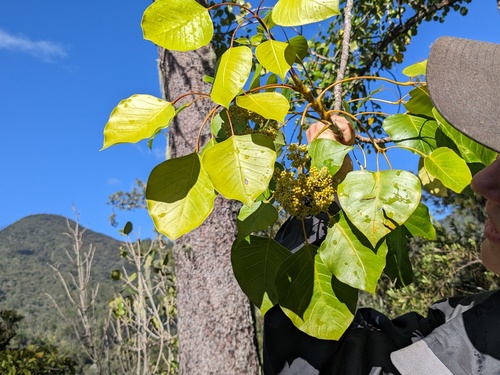 Frodinia tremula (Frodinia tremula)