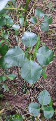 Frodinia tremula (Frodinia tremula)