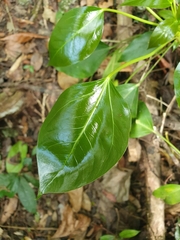 Frodinia tremula (Frodinia tremula)