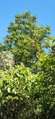 Frodinia tremula (Frodinia tremula)