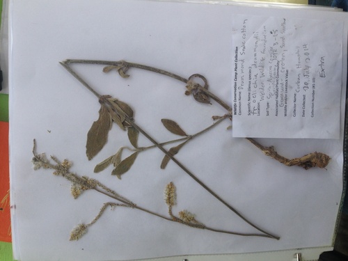 Drummond's snakecotton (Froelichia drummondii)
