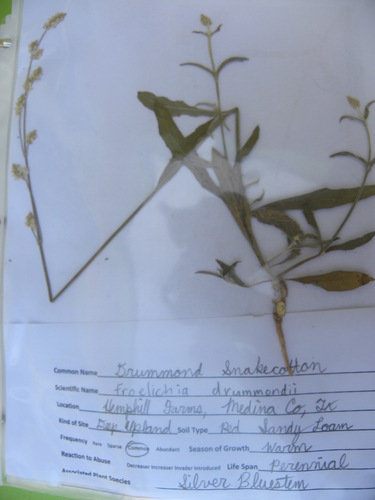 Drummond's snakecotton (Froelichia drummondii)