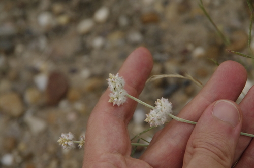 Drummond's snakecotton (Froelichia drummondii)