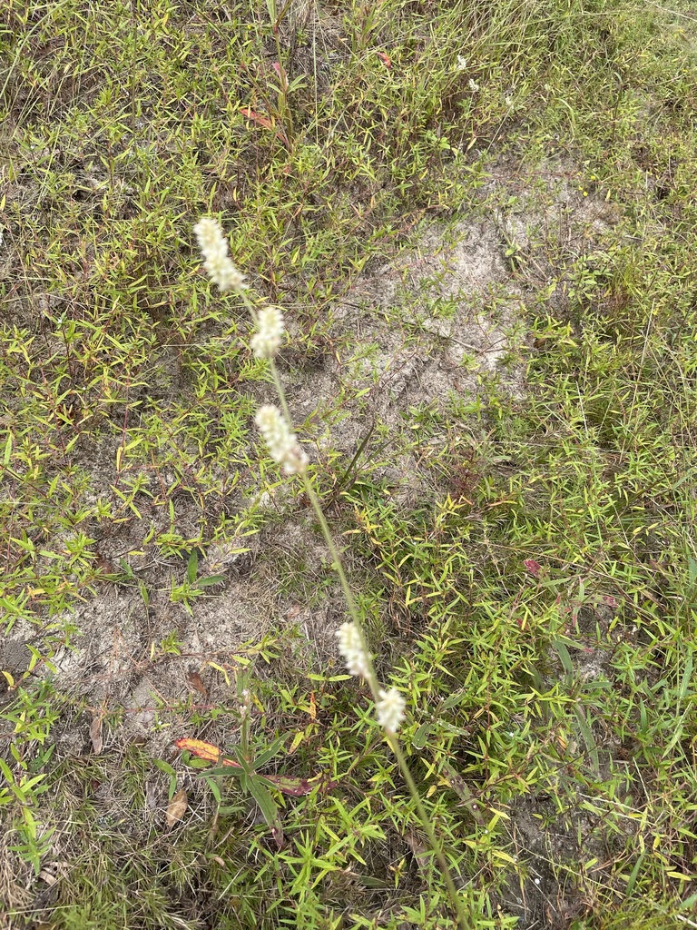 Plains snakecotton (Froelichia floridana)