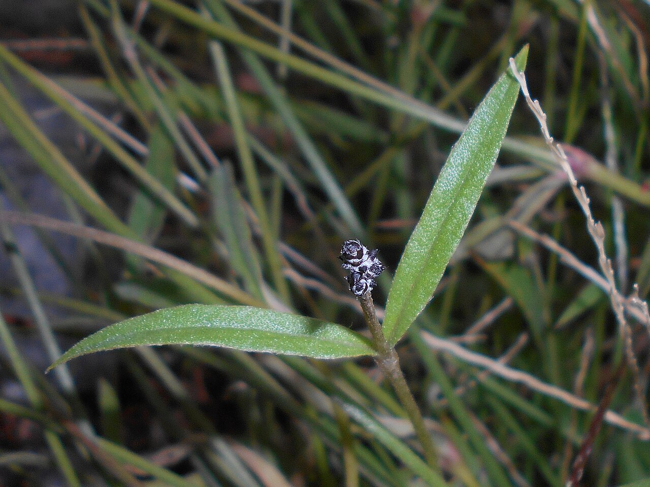 Plains snakecotton: Froelichia floridana , Ogród Botaniczny Uniwersytetu Wrocławskiego.