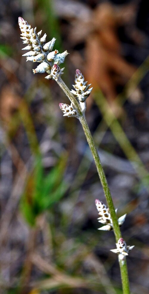 Plains snakecotton: Froelichia floridana