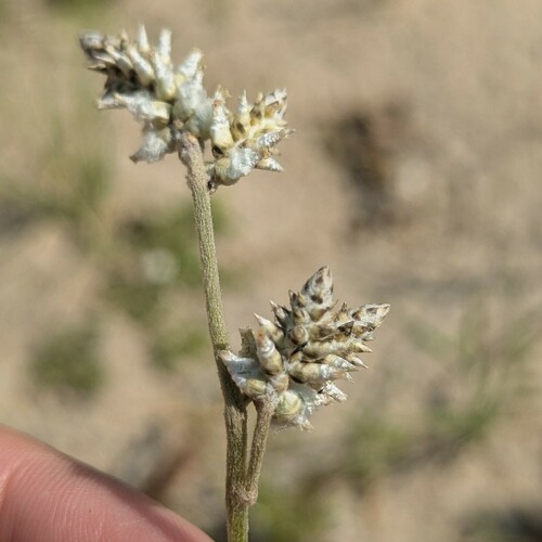 Plains snakecotton (Froelichia floridana)