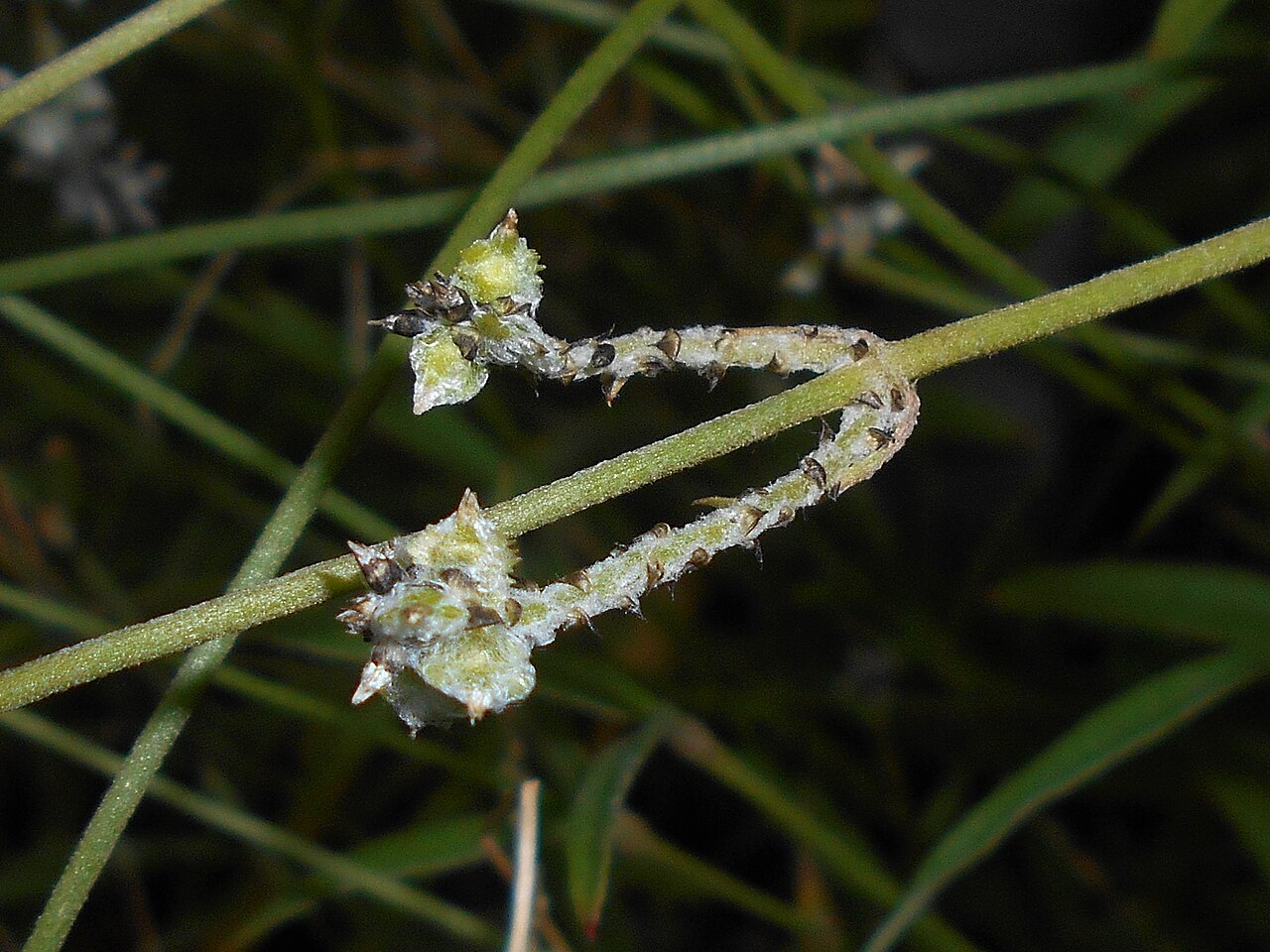 Plains snakecotton: Froelichia floridana , Ogród Botaniczny Uniwersytetu Wrocławskiego.