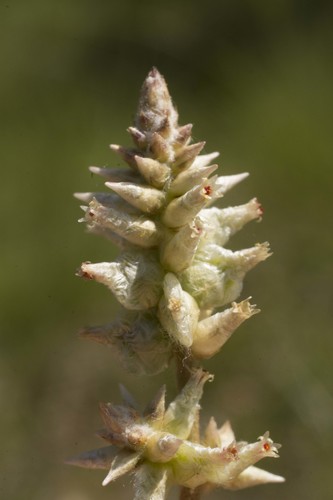 Plains snakecotton (Froelichia floridana)