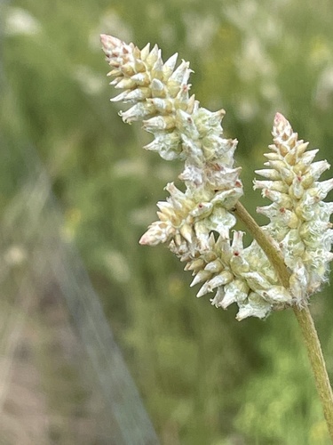 Plains snakecotton (Froelichia floridana)