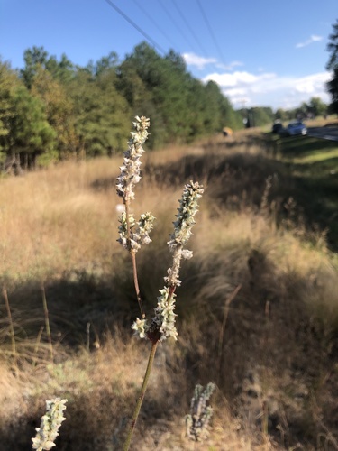Plains snakecotton (Froelichia floridana)