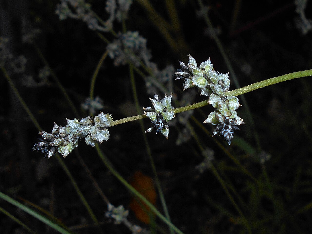 Plains snakecotton: Froelichia floridana , Ogród Botaniczny Uniwersytetu Wrocławskiego.