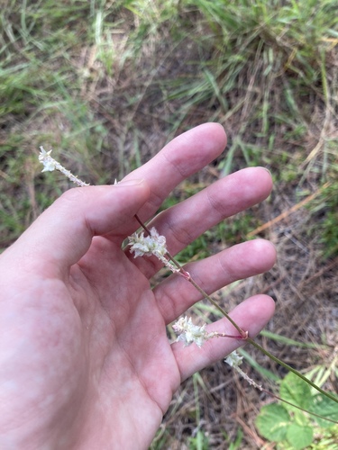 Plains snakecotton (Froelichia floridana)