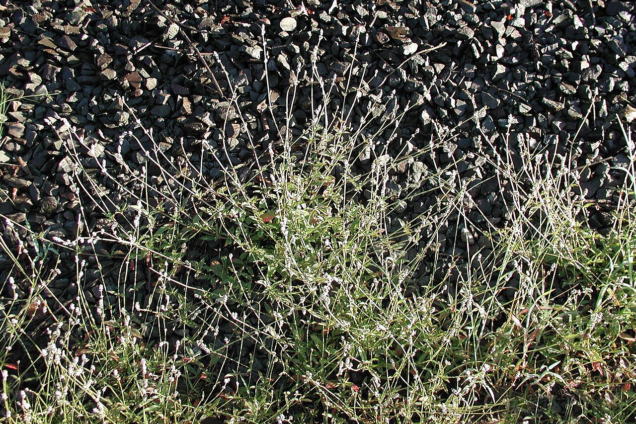 Slender snakecotton: Froelichia gracilis (Hook.) Moq. - Slender snakecotton, United States